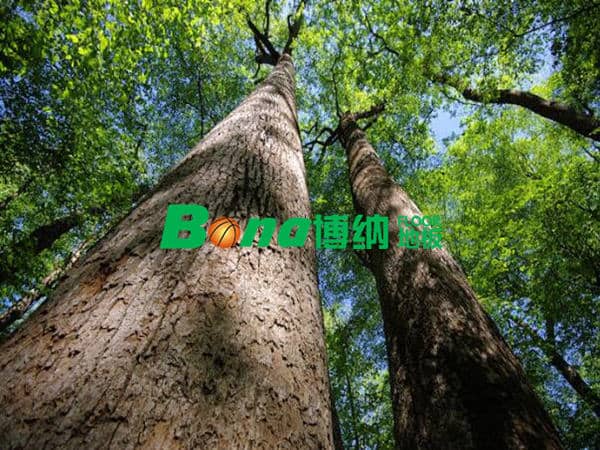 2018年木材資源進(jìn)一步緊缺，運(yùn)動(dòng)木地